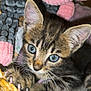 kitten, cat, blue_eyes, claws, wicker_basket, plush_toys, soft_texture, close_up, curious, tabby, indoor, pet, feline, animal, cute, small, whiskers, ears, face, young