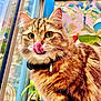 Winter participe au concours pour gagner de l'argent avec cette photo : cat, tabby, fluffy_fur, green_eyes, tongue_out, collar, bell, window, plants, flower_pot, indoor, colorful_background, floral_pattern, close_up, pet, curious, feline, whiskers, soft_fur, domestic_cat