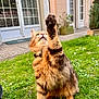 Winter participe au concours pour gagner de l'argent avec cette photo : cat, playing, paw, grass, garden, orange_tabby, fluffy, outdoor, plant, twig, window, door, house, greenery, potted_plant, nature, pet, animal, cute, feline