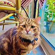 Winter a rejoint le concours — aidez-le/la à gagner de superbes lots ! cat, tabby_cat, indoor, window, glass_door, wicker_chair, floor, collar, whiskers, curious, pet, animal, feline, greenery, natural_light, wooden_floor, houseplant, domestic_cat, cute, companion