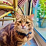 cat, tabby_cat, indoor, window, glass_door, wicker_chair, floor, collar, whiskers, curious, pet, animal, feline, greenery, natural_light, wooden_floor, houseplant, domestic_cat, cute, companion