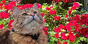 Winter a rejoint le concours — aidez-le/la à gagner de superbes lots ! cat, fluffy, garden, flowers, pink_flowers, greenery, outdoor, nature, pet, animal, curious, fur, collar, sunlight, plants, grass, closeup, portrait, mammal, whiskers