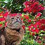 cat, fluffy, garden, flowers, pink_flowers, greenery, outdoor, nature, pet, animal, curious, fur, collar, sunlight, plants, grass, closeup, portrait, mammal, whiskers
