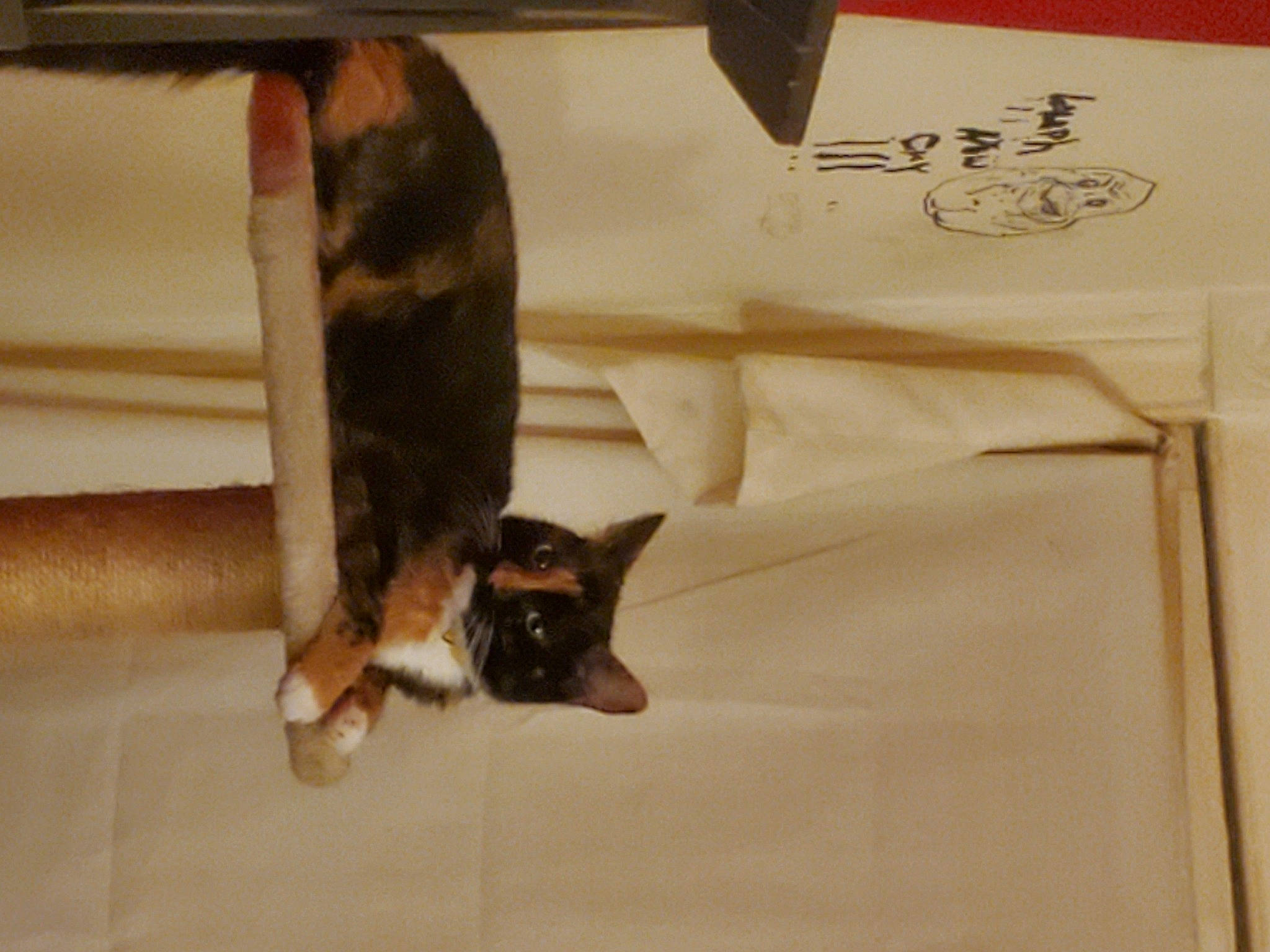 Morgana is registered to the contest to win money with this photo: brown, carnivore, cat, comfort, companion_dog, dog_breed, domestic_short_haired_cat, fawn, felidae, fur, hardwood, linens, pet_supply, room, small_to_medium_sized_cats, snout, sporting_group, tail, whiskers, wood