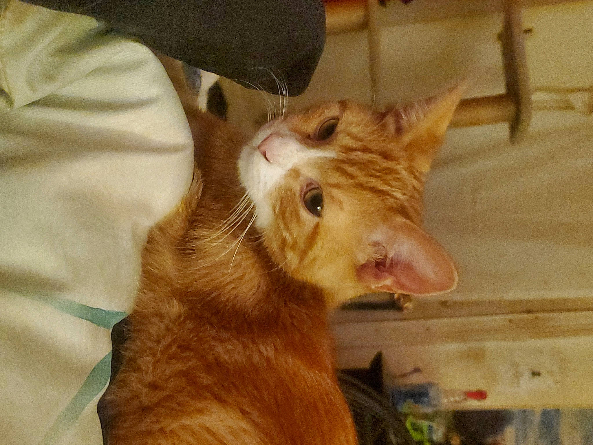 Gon joined the competition — help win amazing prizes! canidae, carnivore, cat, claw, domestic_short_haired_cat, ear, fawn, felidae, fur, paw, small_to_medium_sized_cats, snout, tail, terrestrial_animal, whiskers, wood