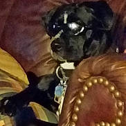 Bama joined the competition — help win amazing prizes! dog, black_dog, leather_chair, sunglasses, pet, indoor, collar, relaxed, furniture, home, resting, animal, cute, canine, accessory, domestic_animal, cozy, seated, household, comfort