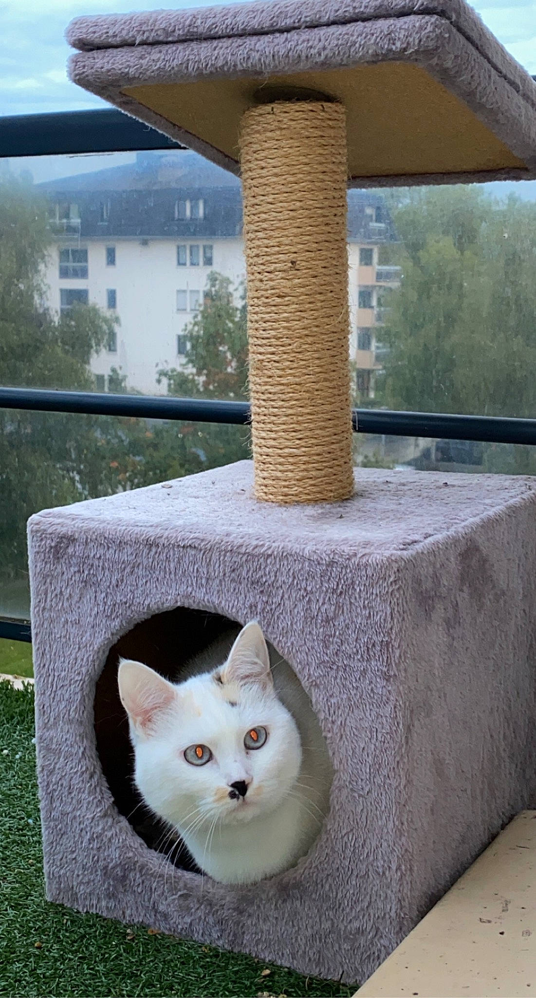 Oly a rejoint le concours — aidez-le/la à gagner de superbes lots ! aegean_cat, carnivore, cat, cat_furniture, cat_supply, domestic_short_haired_cat, felidae, ragdoll, small_to_medium_sized_cats, turkish_angora, turkish_van, whiskers