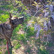 Smokey is registered to the contest to win money with this photo: dog, brindle_dog, outdoor, garden, wisteria, purple_flowers, sniffing, standing, leash, collar, fur, animal, pet, nature, foliage, grass, sunlight, woodland, spring, botanical