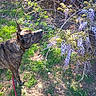 dog, brindle_dog, outdoor, garden, wisteria, purple_flowers, sniffing, standing, leash, collar, fur, animal, pet, nature, foliage, grass, sunlight, woodland, spring, botanical