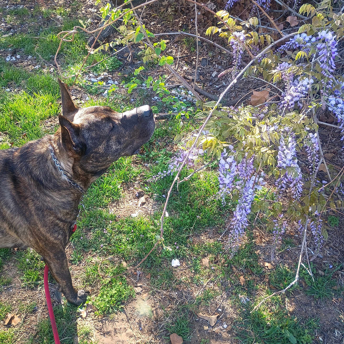 Smokey is registered to the contest to win money with this photo: dog, brindle_dog, outdoor, garden, wisteria, purple_flowers, sniffing, standing, leash, collar, fur, animal, pet, nature, foliage, grass, sunlight, woodland, spring, botanical