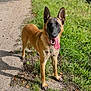 dog, belgian_malinois, canine, pet, tongue_out, collar, id_tag, grass, dirt_path, trail, outdoor, nature, ears_up, panting, portrait, standing, shadow, sunlight, paws, muzzle