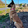 dog, canine, belgian_malinois, sitting, profile, pink_collar, collar, outdoor, rural, road, fence, telephone_pole, blue_sky, grass, dirt, field, guard_dog, alert, ears_up, paws