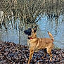 dog, belgian_malinois, canine, water, flooded_trees, leaves, forest, outdoors, wet, muddy, collar, alert, ears_up, standing, nature, riverbank, paws, autumn, portrait, ground_cover