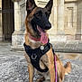 dog, malinois, pet, leash, harness, pink_collar, tongue_out, sitting, stone_steps, columns, architecture, outdoor, portrait, happy, alert, upright_ears, paws, pavement, metal_tag, nose