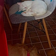 Blanchette participe au concours pour gagner de l'argent avec cette photo : cat, dog, sleeping_cat, resting_dog, chair, tile_floor, indoor, home, decor, statues, cabinet, furniture, pet, cozy, relaxation, red_collar, white_cat, brown_dog, napping, quiet