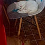 cat, dog, sleeping_cat, resting_dog, chair, tile_floor, indoor, home, decor, statues, cabinet, furniture, pet, cozy, relaxation, red_collar, white_cat, brown_dog, napping, quiet