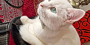 Blanchette participe au concours pour gagner de l'argent avec cette photo : abyssinian, accessories, adult, angora, animal, bag, bride, cat, face, female, handbag, head, kitten, manx, person, pet, purse, siamese, wedding, woman