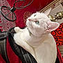 Blanchette participe au concours pour gagner de l'argent avec cette photo : abyssinian, accessories, adult, angora, animal, bag, bride, cat, face, female, handbag, head, kitten, manx, person, pet, purse, siamese, wedding, woman