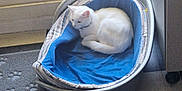 Blanchette a rejoint le concours — aidez-le/la à gagner de superbes lots ! abyssinian, animal, art, basket, bed, canine, cat, cradle, dog, dogbed, furniture, indoors, kitten, person, pet, porcelain, pottery, rabbit, sleeping, towel