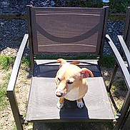 Pépette participe au concours pour gagner de l'argent avec cette photo : dog, small_dog, pet, animal, sitting, chair, outdoor, garden, backyard, sunlight, shadow, brick_wall, grass, gravel, patio, furniture, tan_fur, white_chest, pointed_ears, portrait