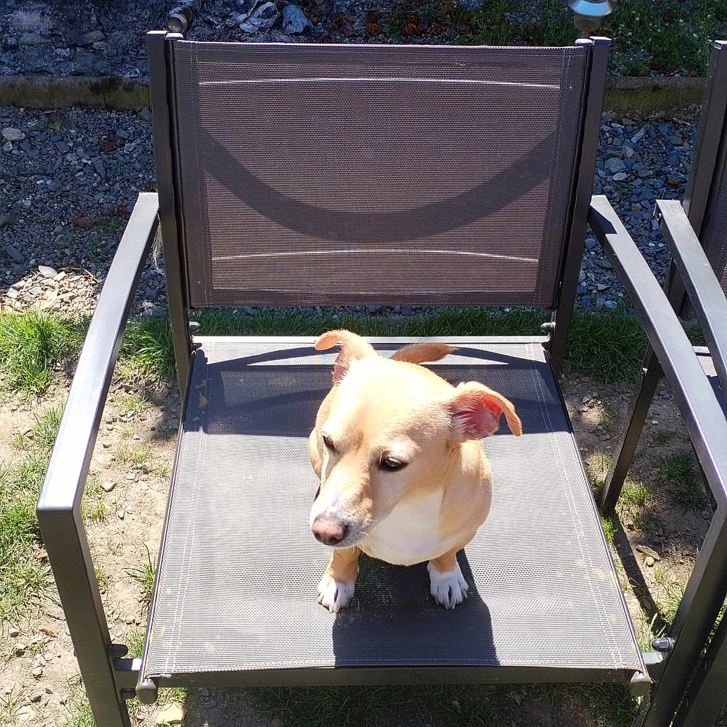 Pépette participe au concours pour gagner de l'argent avec cette photo : dog, small_dog, pet, animal, sitting, chair, outdoor, garden, backyard, sunlight, shadow, brick_wall, grass, gravel, patio, furniture, tan_fur, white_chest, pointed_ears, portrait