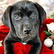 Pebbles joined the competition — help win amazing prizes! puppy, dog, black_dog, close_up, cute, pet, animal, christmas, holiday, decoration, red_blanket, festive, ornament, gold, white_ball, face, fur, eyes, nose, background_blur
