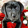 puppy, dog, black_dog, close_up, cute, pet, animal, christmas, holiday, decoration, red_blanket, festive, ornament, gold, white_ball, face, fur, eyes, nose, background_blur