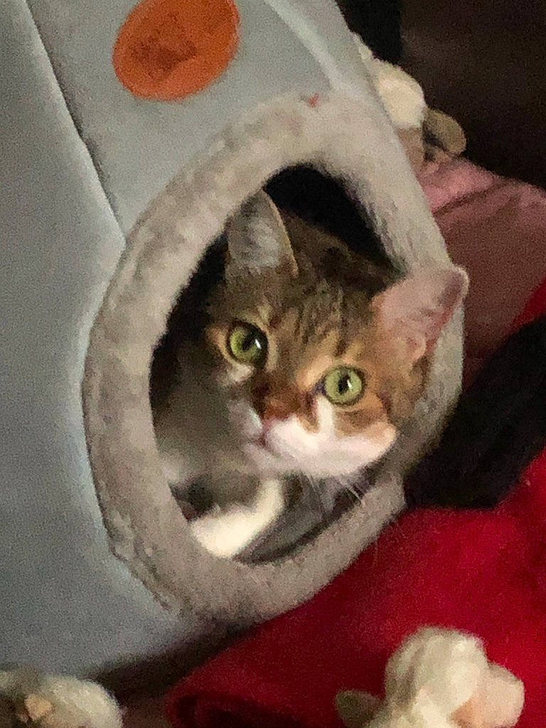 Chloé participe au concours pour gagner de l'argent avec cette photo : art, carnivore, cat, cat_supply, domestic_short_haired_cat, felidae, fur, paw, photo_caption, small_to_medium_sized_cats, tail, whiskers, window
