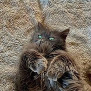 Didoune participe au concours pour gagner de l'argent avec cette photo : cat, fluffy, long_hair, dark_fur, green_eyes, lying_down, on_back, paws, whiskers, ears, pet, indoor, blanket, cozy, portrait, closeup, relaxed, playful, furry, animal