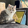 kitten, cat, fluffy, long_hair, gray_fur, white_fur, calico, pet, animal, sitting, indoors, blanket, tablet, technology, portrait, cute, ears, whiskers, tail, home