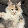 Betty participe au concours pour gagner de l'argent avec cette photo : kitten, cat, fluffy, long_hair, calico, white_fur, orange_fur, gray_fur, blue_eyes, face, whiskers, ears, paws, belly, sitting, lounging, indoor, leather_chair, portrait, pet