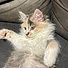 kitten, cat, fluffy, long_hair, tricolor, white_fur, cream_fur, gray_fur, blue_eyes, sitting, lying_down, raised_paw, couch, indoor, pet, cute, playful, portrait, close_up, fur