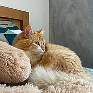 Ficel a rejoint le concours — aidez-le/la à gagner de superbes lots ! cat, ginger_cat, white_fur, fluffy, pet, animal, feline, whiskers, green_eyes, ears, sleeping_area, bed, blanket, plush_texture, cozy, bedroom, headboard, indoor, portrait, relaxed