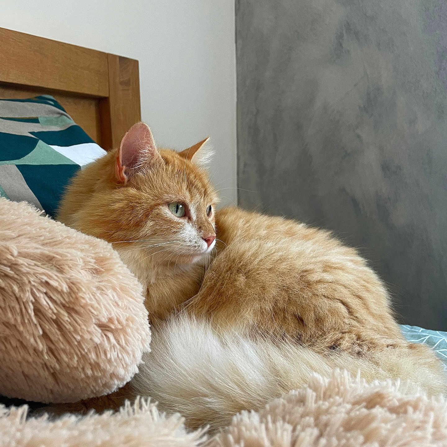 Ficel a rejoint le concours — aidez-le/la à gagner de superbes lots ! cat, ginger_cat, white_fur, fluffy, pet, animal, feline, whiskers, green_eyes, ears, sleeping_area, bed, blanket, plush_texture, cozy, bedroom, headboard, indoor, portrait, relaxed