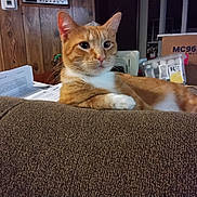 Sugar joined the competition — help win amazing prizes! cat, orange_cat, white_cat, indoor, couch, furniture, relaxed, pet, animal, wood_paneling, papers, household_items, tabby, looking_away, resting, cozy, domestic, mammal, fur, whiskers