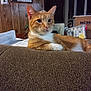 cat, orange_cat, white_cat, indoor, couch, furniture, relaxed, pet, animal, wood_paneling, papers, household_items, tabby, looking_away, resting, cozy, domestic, mammal, fur, whiskers