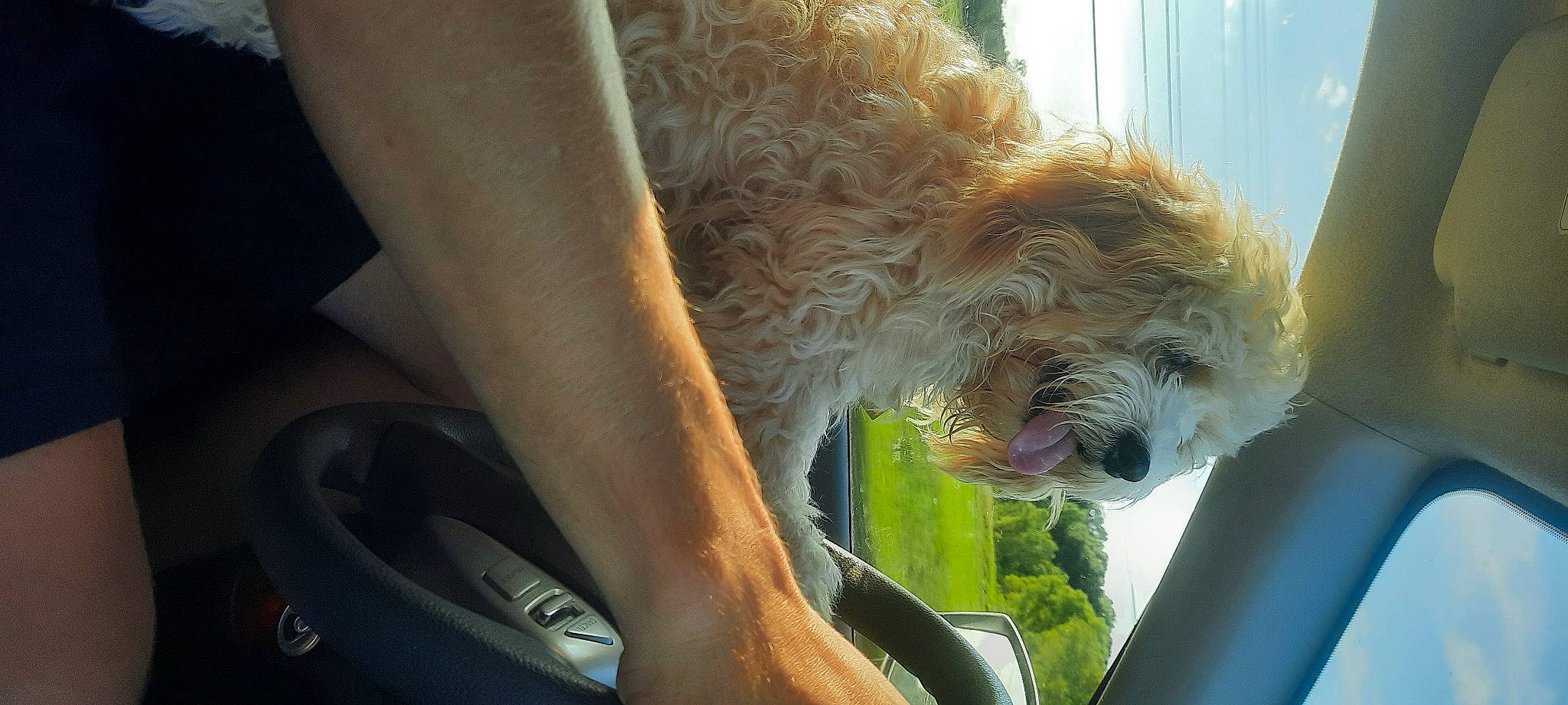 Boujee joined the competition — help win amazing prizes! automotive_lighting, car, car_seat, car_seat_cover, carnivore, companion_dog, dog, dog_breed, glasses, grass, labradoodle, plant, poodle, small_terrier, steering_wheel, terrier, toy_dog, vehicle_door, water_dog, windshield