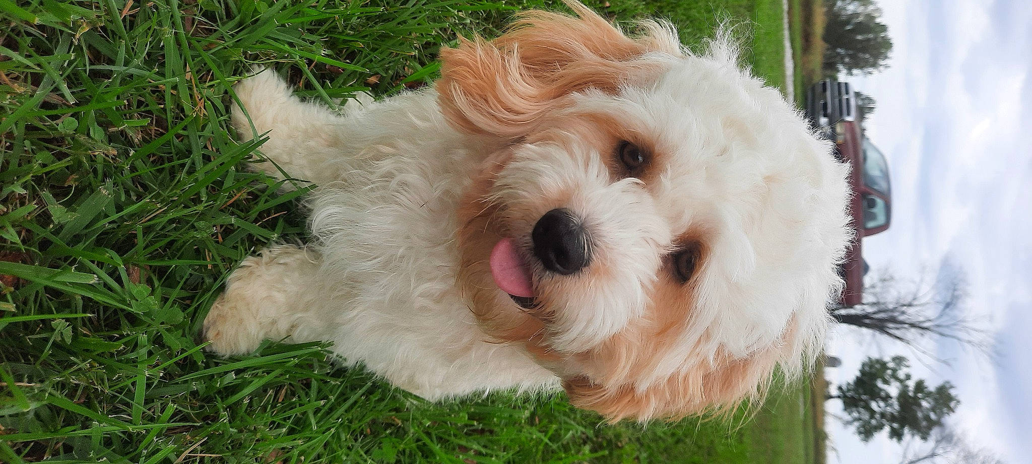 Boujee joined the competition — help win amazing prizes! carnivore, collar, companion_dog, dog, dog_breed, dog_collar, dog_supply, fur, grass, maltepoo, non_sporting_group, plant, small_terrier, snout, sporting_group, terrier, toy_dog, water_dog, working_animal, yorkipoo