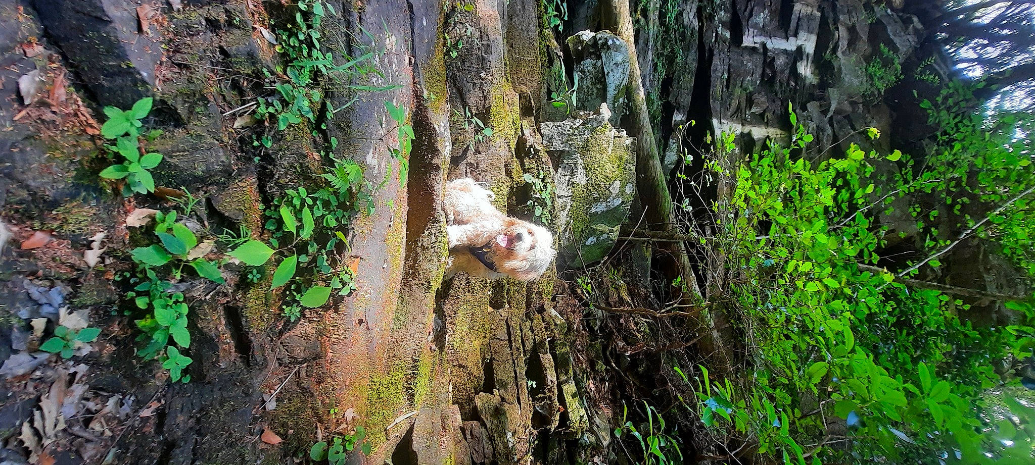 Boujee joined the competition — help win amazing prizes! forest, grass, groundcover, jungle, natural_landscape, northern_hardwood_forest, old_growth_forest, people_in_nature, plant, plant_community, soil, temperate_broadleaf_and_mixed_forest, terrestrial_plant, tree, trunk, twig, wetland, wood, woodland, woody_plant