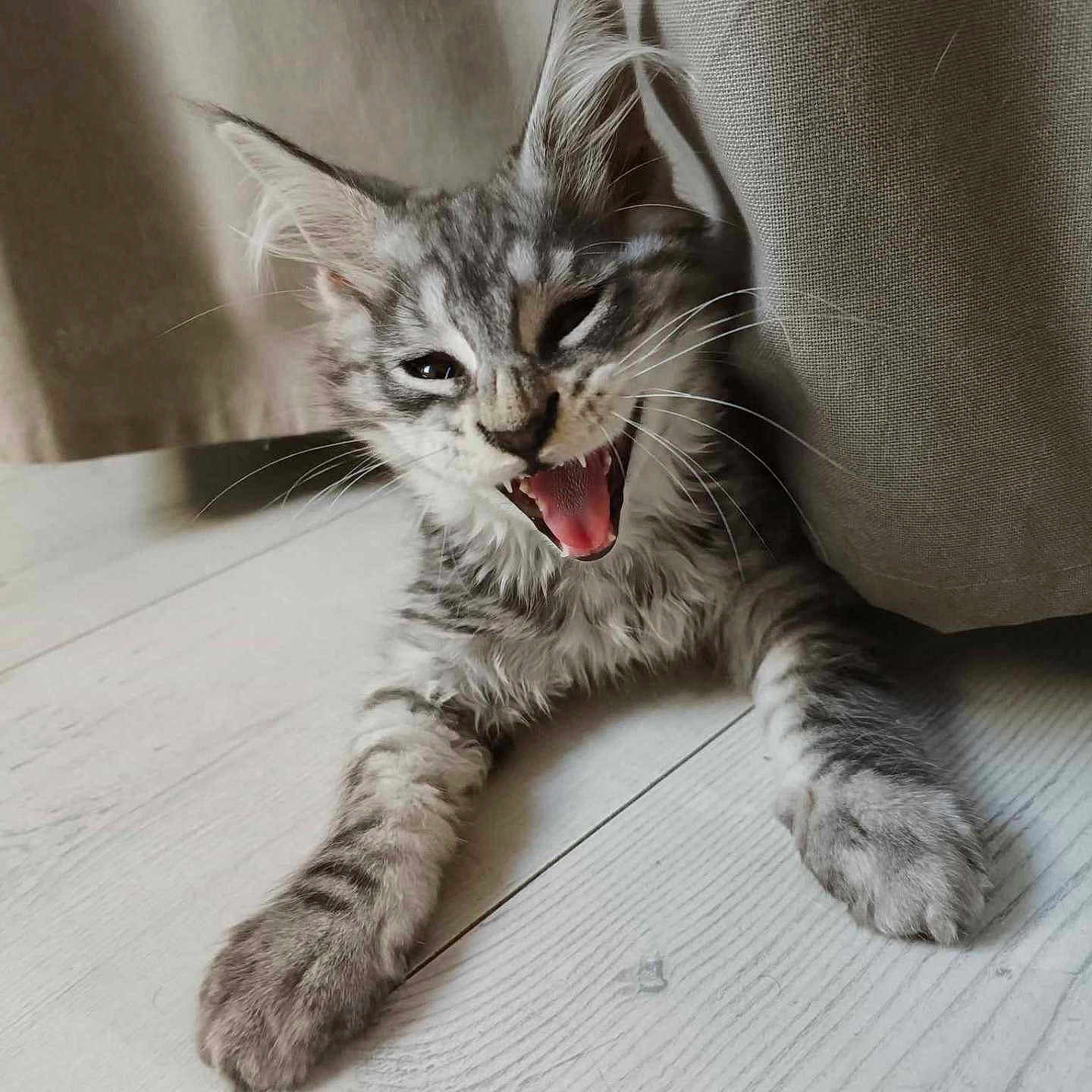 Venom a rejoint le concours — aidez-le/la à gagner de superbes lots ! abyssinian, animal, bodypart, canine, cat, dog, face, hardwood, head, kitten, manx, mouth, person, pet, photography, portrait, puppy, teeth, tongue, wood