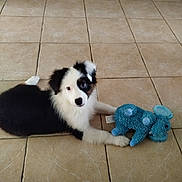 Baïko a rejoint le concours — aidez-le/la à gagner de superbes lots ! puppy, dog, border_collie, black_and_white, fluffy, pet, toy, stuffed_animal, blue_toy, lying_down, paws, indoors, tile_floor, home, cute, animal, portrait, playful, looking_at_camera, living_room