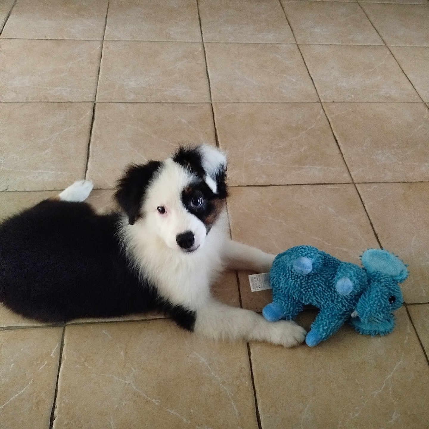 Baïko a rejoint le concours — aidez-le/la à gagner de superbes lots ! puppy, dog, border_collie, black_and_white, fluffy, pet, toy, stuffed_animal, blue_toy, lying_down, paws, indoors, tile_floor, home, cute, animal, portrait, playful, looking_at_camera, living_room