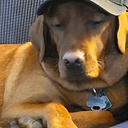 Bailey joined the competition — help win amazing prizes! dog, canine, pet, veteran_hat, brown_dog, resting, sleeping, indoor, couch, furniture, paw, collar, tag, relaxed, close_up, animal, domestic_animal, companion, quiet, calm