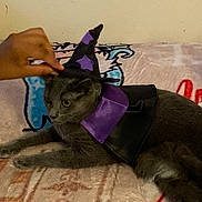 Star joined the competition — help win amazing prizes! cat, gray_cat, costume, witch_hat, cape, hand, pet, animal, indoor, blanket, pattern, purple, black, cute, lying_down, domestic_cat, feline, mammal, resting, playful