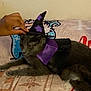 cat, gray_cat, costume, witch_hat, cape, hand, pet, animal, indoor, blanket, pattern, purple, black, cute, lying_down, domestic_cat, feline, mammal, resting, playful