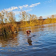 Athena participe au concours pour gagner de l'argent avec cette photo : airedale_terrier, carnivore, cloud, dog, dog_breed, grass, horizon, lacustrine_plain, lake, landscape, natural_landscape, reservoir, sky, stream, tree, water, watercourse, wetland, wildlife, winter