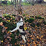 Alpha participe au concours pour gagner de l'argent avec cette photo : dog, autumn, forest, moss, leaves, fallen_leaves, nature, outdoor, brown, white, collar, curious, canine, tree, woodland, seasonal, animal, sniffing, ground, daytime