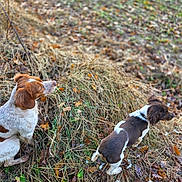 Alpha a rejoint le concours — aidez-le/la à gagner de superbes lots ! dog, outdoor, grass, leaves, brown, white, nature, animal, pet, fur, walking, adventure, autumn, boots, exploration, canine, two_dogs, side_view, ground, forest_floor