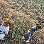 dog, outdoor, grass, leaves, brown, white, nature, animal, pet, fur, walking, adventure, autumn, boots, exploration, canine, two_dogs, side_view, ground, forest_floor