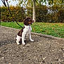 puppy, dog, leash, sidewalk, grass, tree, autumn, outdoor, pet, brown_and_white, young_dog, sitting, curious, human_hand, nature, park, canine, animal, companion, obedient